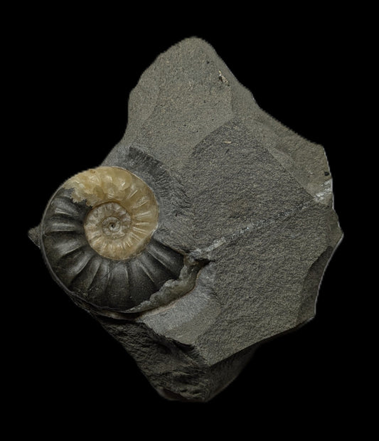 Asteroceras obtusum - Charmouth, Dorset