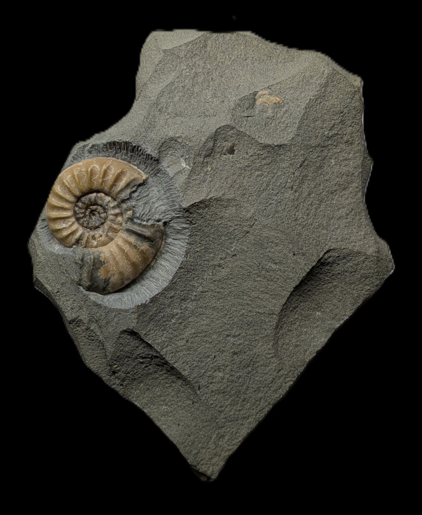 Asteroceras obtusum - Charmouth, Dorset