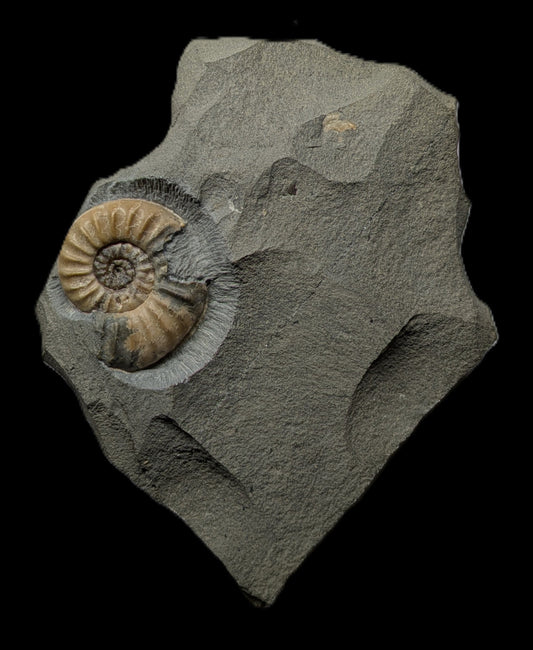 Asteroceras obtusum - Charmouth, Dorset