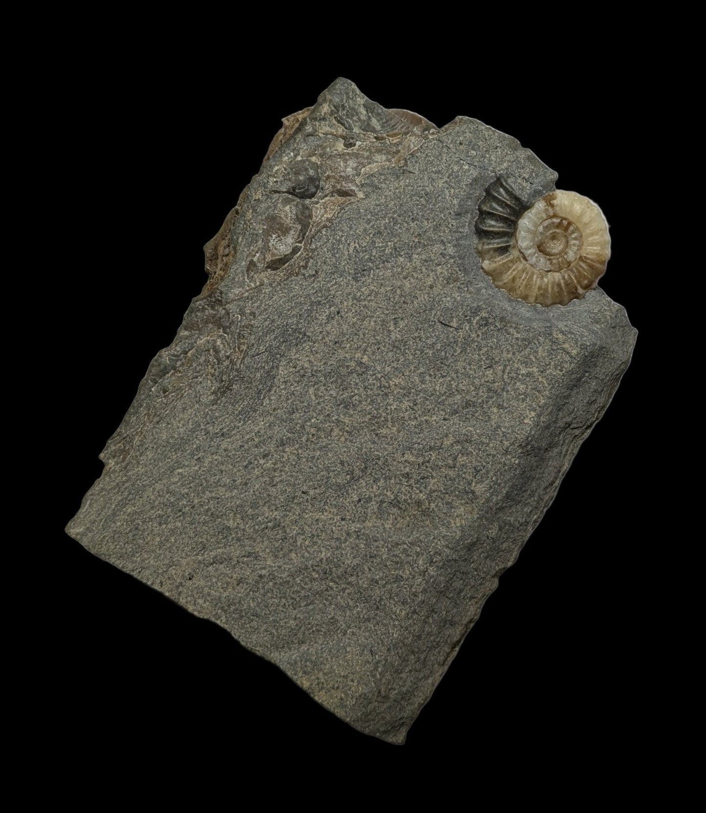 Promicroceras planicosta - Charmouth, Dorset