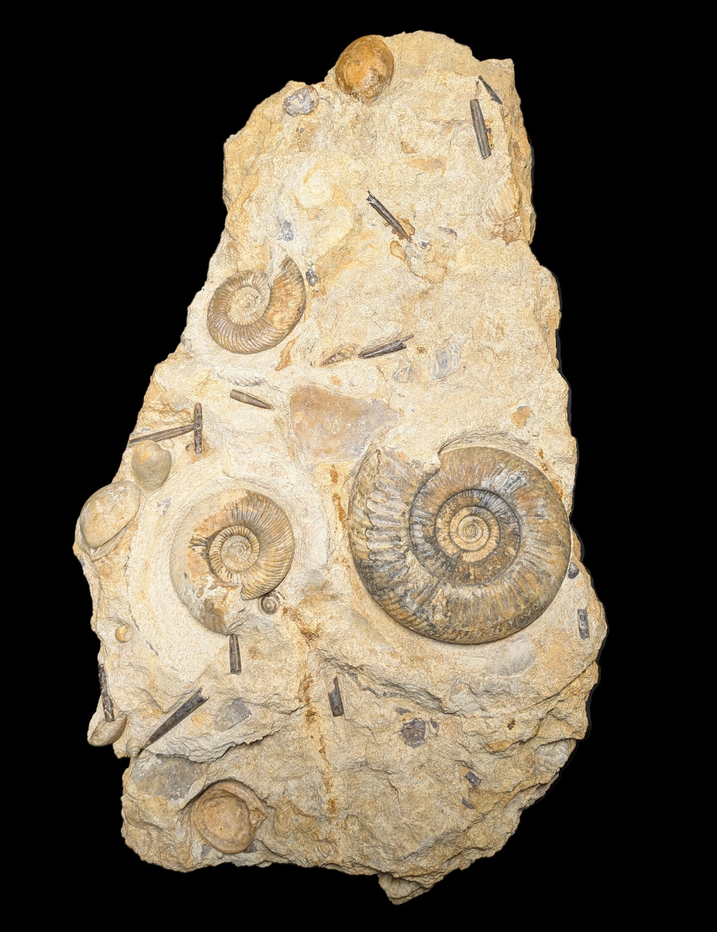 Parkinsonia sp. cluster - Freshwater, Dorset