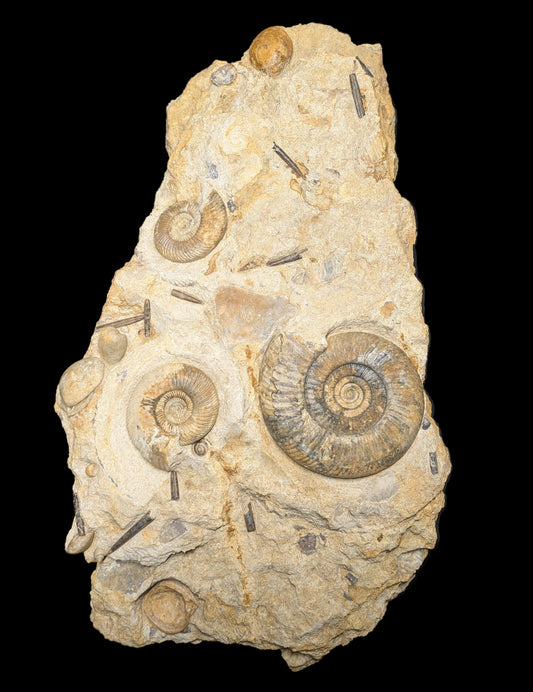 Parkinsonia sp. cluster - Freshwater, Dorset