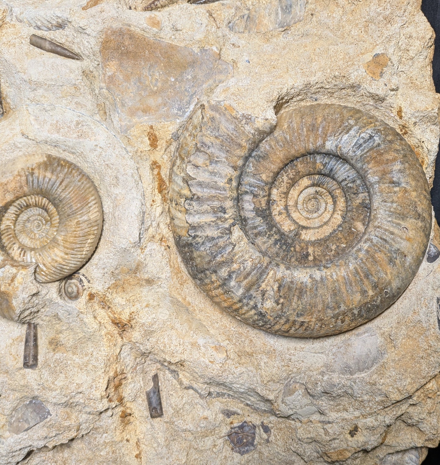 Parkinsonia sp. cluster - Freshwater, Dorset