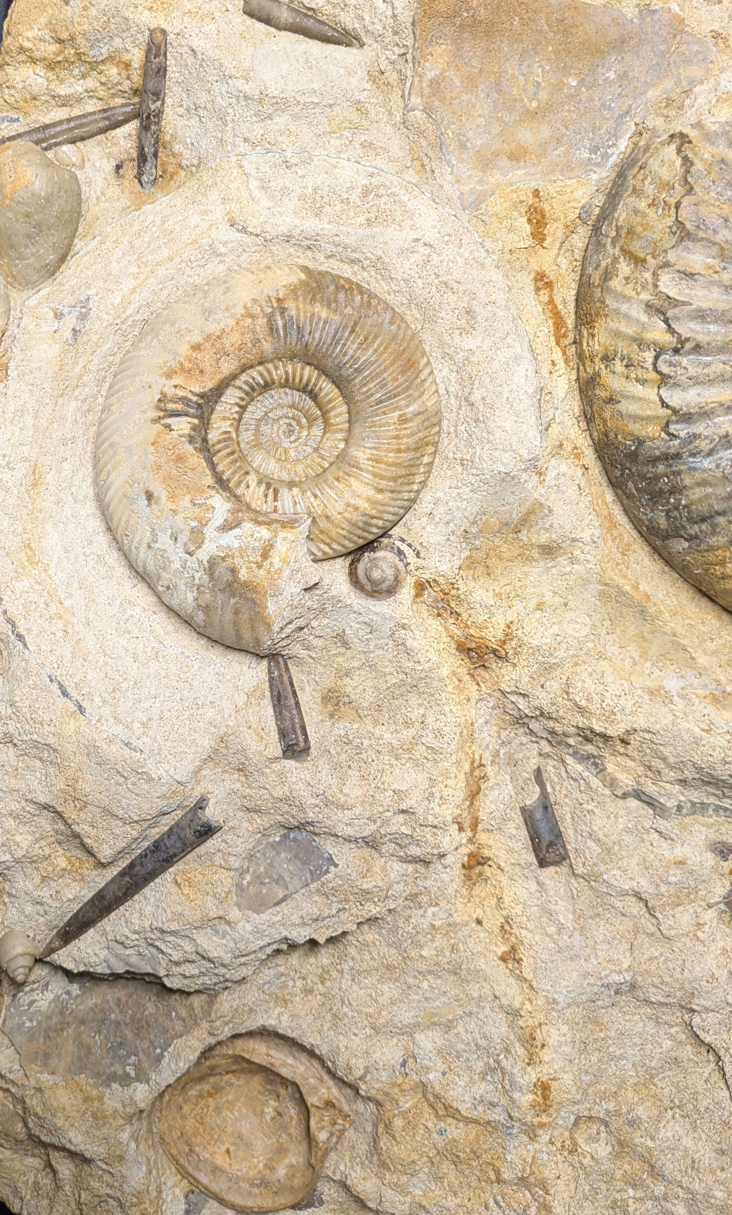 Parkinsonia sp. cluster - Freshwater, Dorset