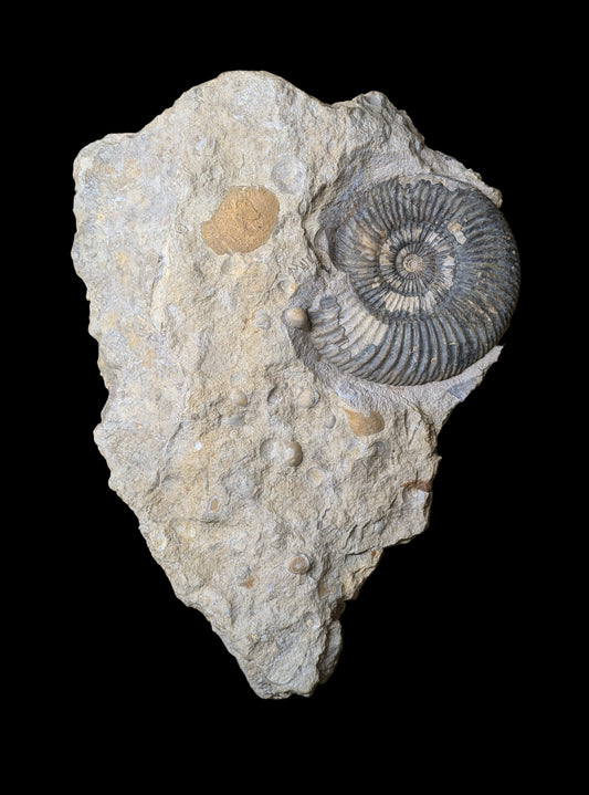 Parkinsonia sp. - Freshwater, Dorset