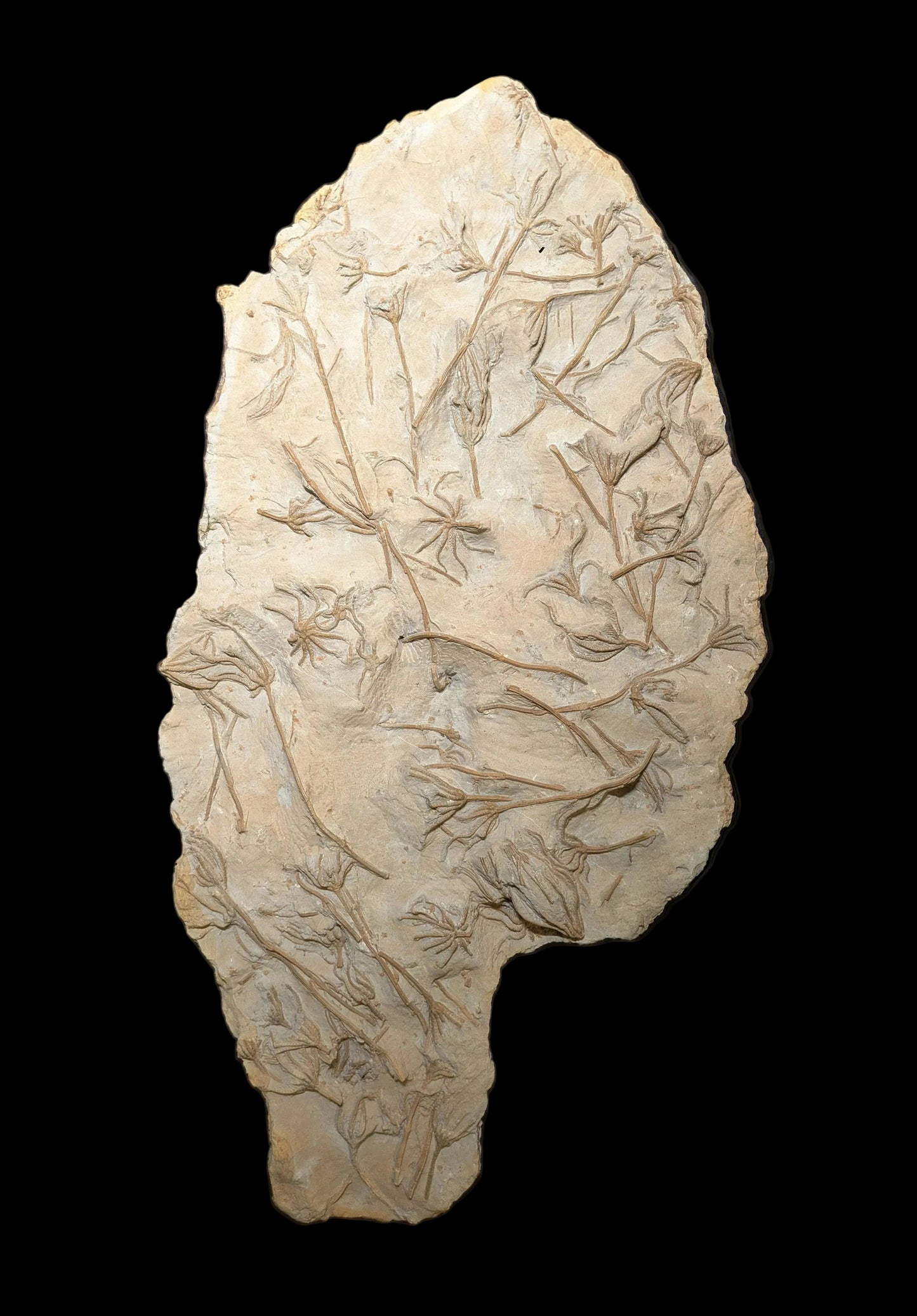 Crinoid and brittlestar cluster - Eype, Dorset