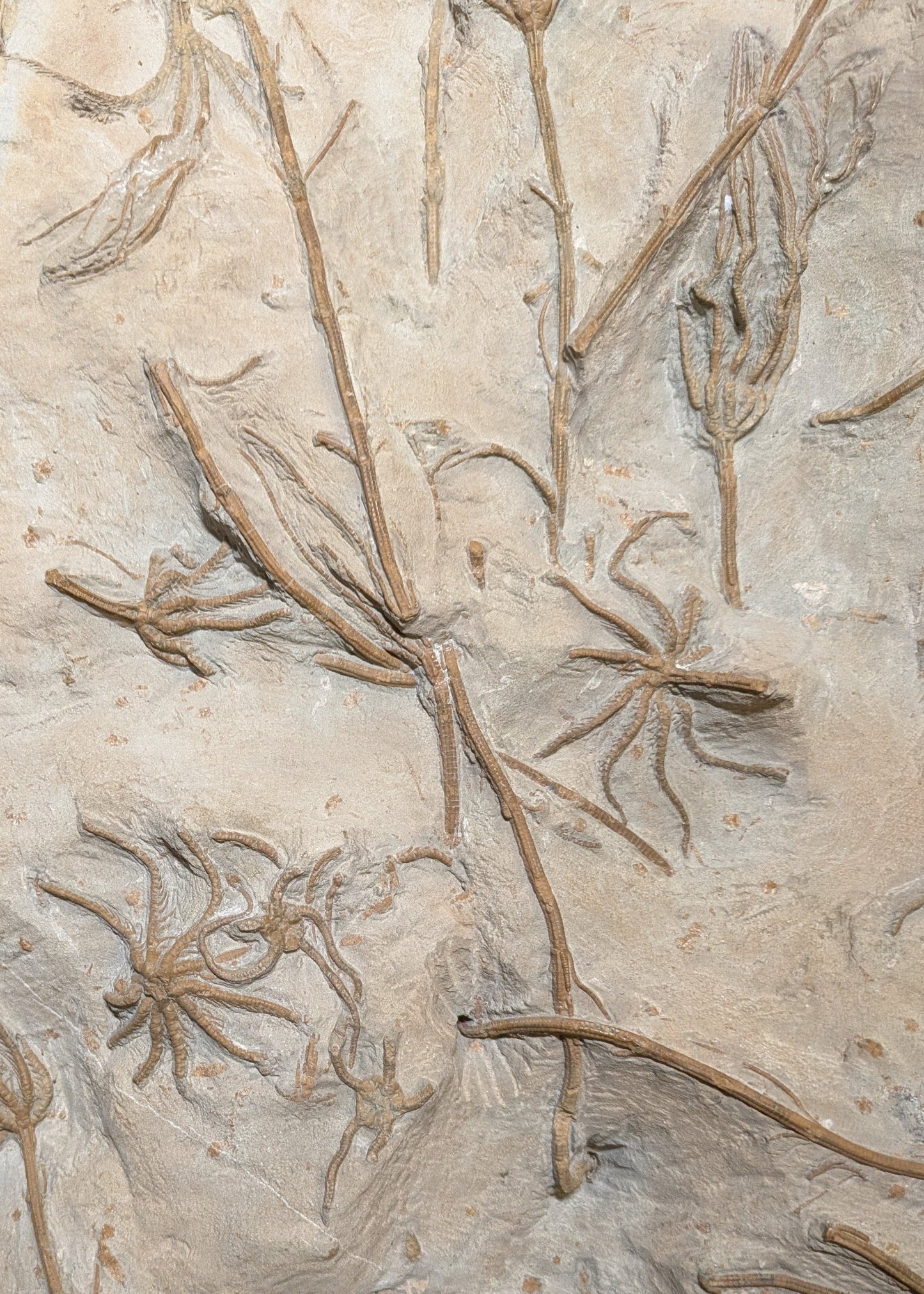Crinoid and brittlestar cluster - Eype, Dorset