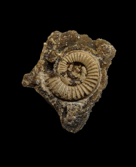 Arnioceras sp. - Dorset, UK