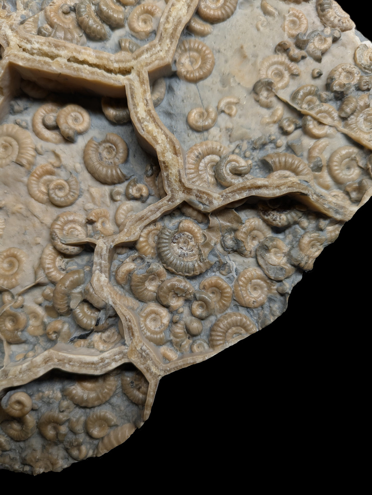 Promicroceras sp. cluster - Charmouth, Dorset