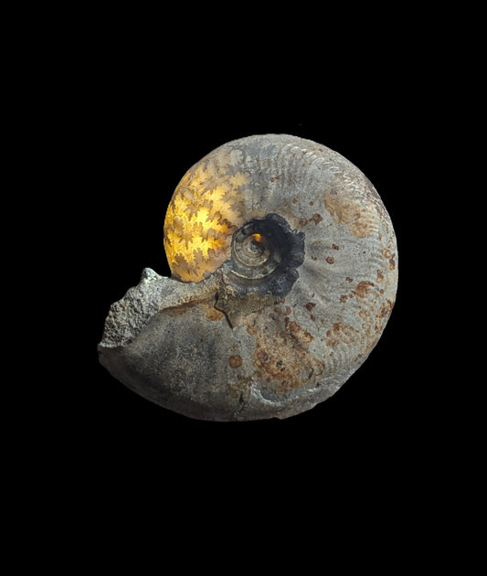 Leioceras sp. - Burton Bradstock, Dorset