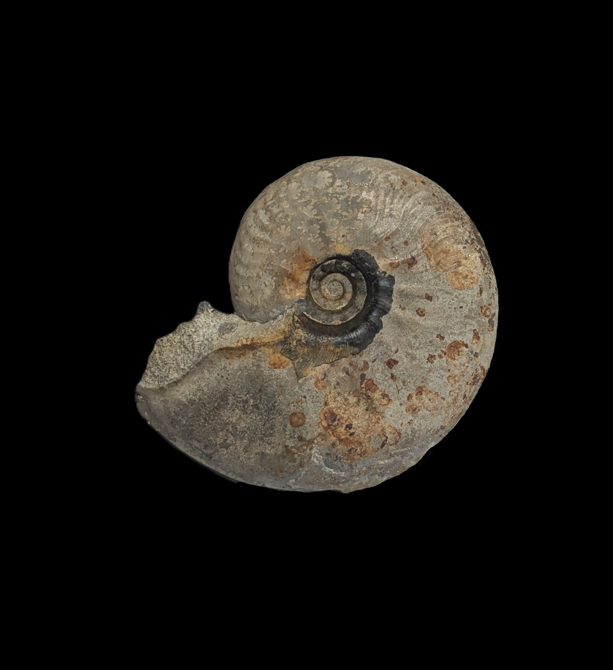 Leioceras sp. - Burton Bradstock, Dorset