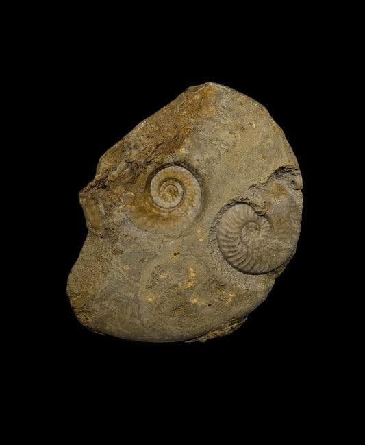 Brasilia sp. & Graphoceras sp. - Horn Park Quarry, Dorset