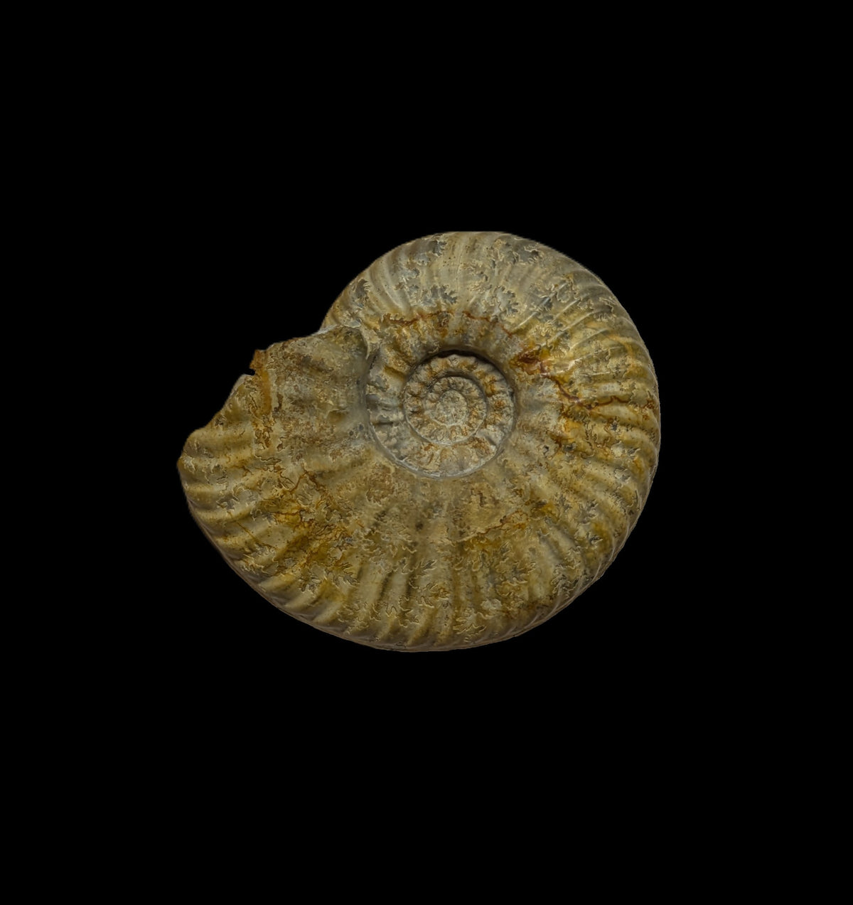 Breydia sp. - Freshwater, Dorset