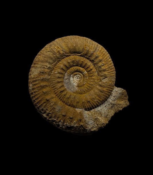 Skirroceras sp. - Freshwater, Dorset