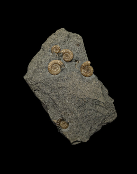 Promicroceras planicosta cluster - Charmouth, Dorset