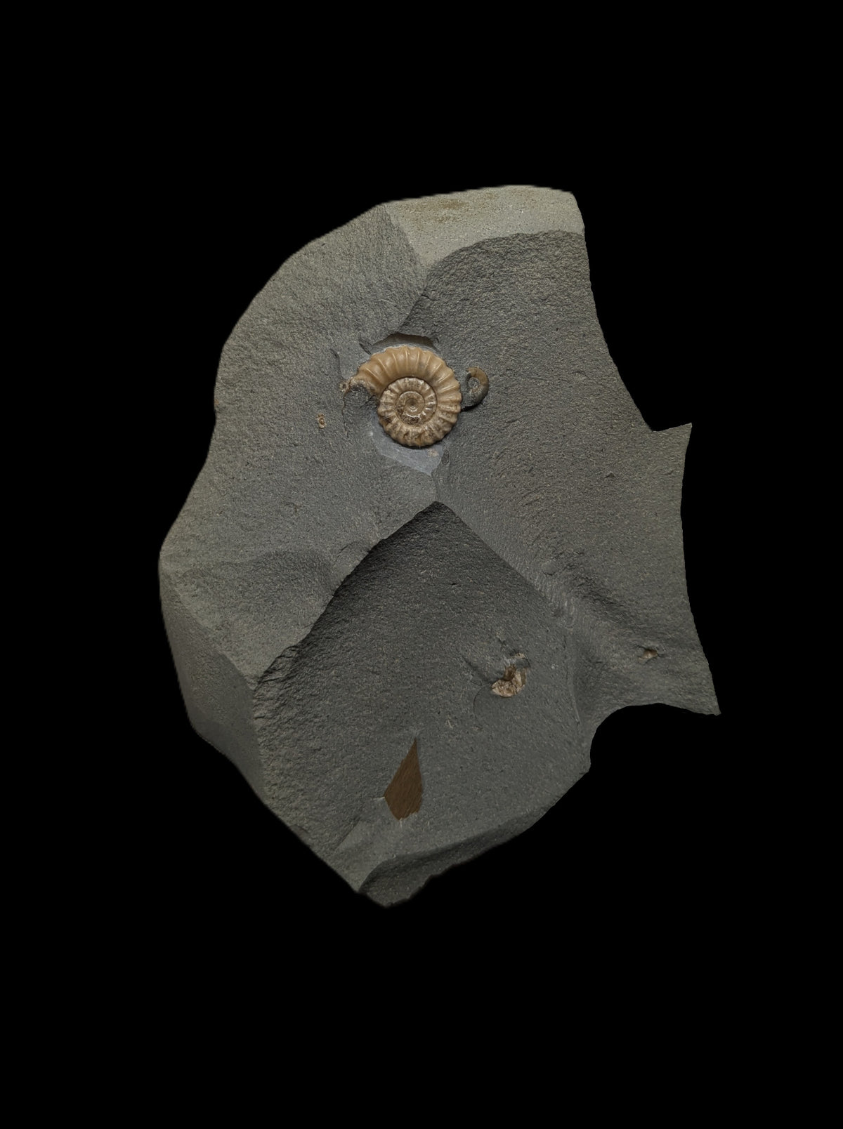 Promicroceras planicosta - Charmouth, Dorset