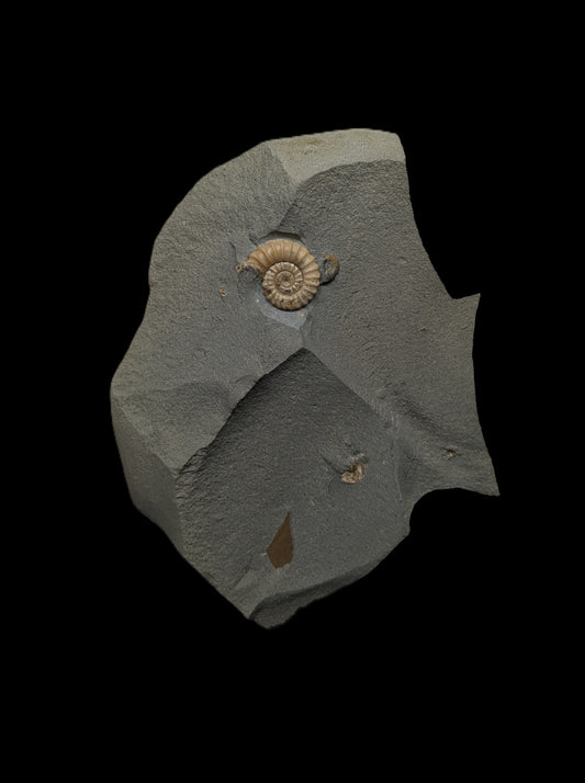 Promicroceras planicosta - Charmouth, Dorset