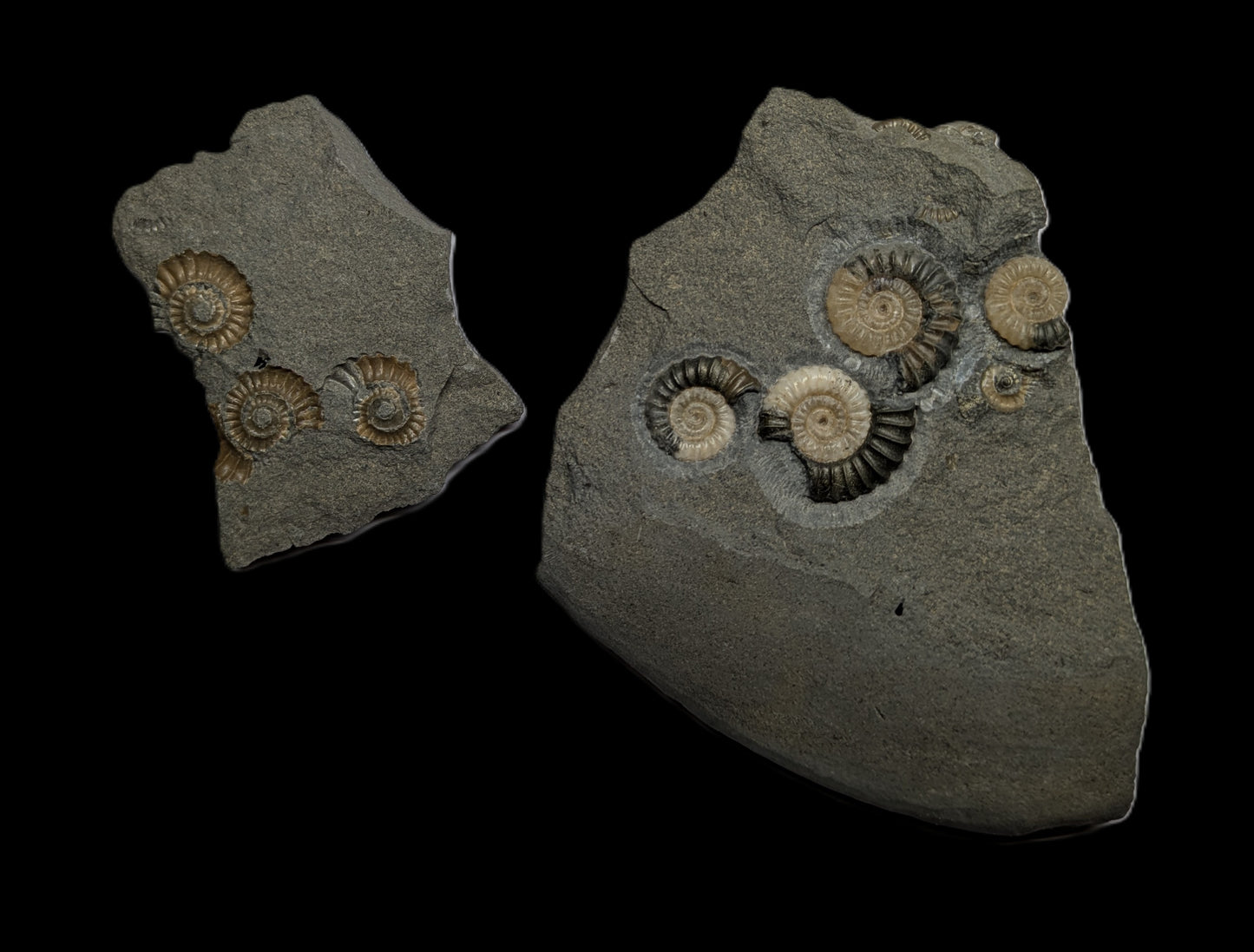 Positive and negative Promicroceras planicosta cluster - Charmouth, Dorset