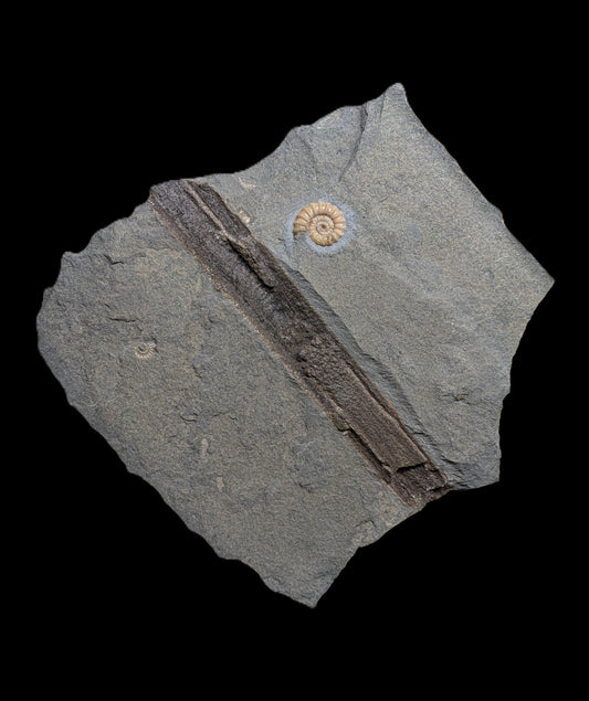 Promicroceras planicosta - Charmouth, Dorset