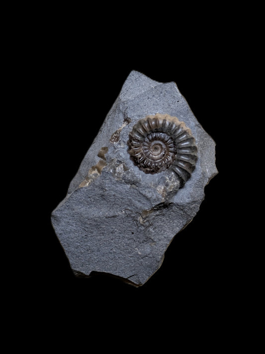 Promicroceras planicosta - Charmouth, Dorset