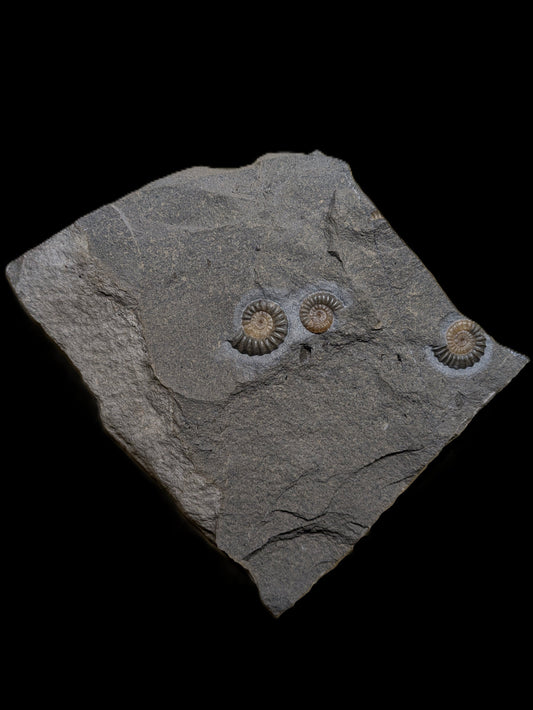 Promicroceras planicosta cluster - Charmouth, Dorset