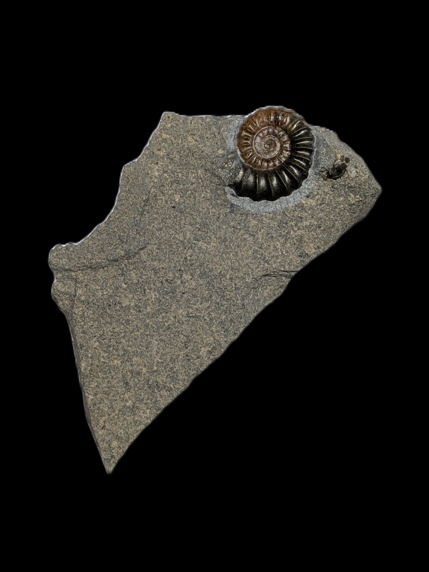 Promicroceras planicosta - Charmouth, Dorset