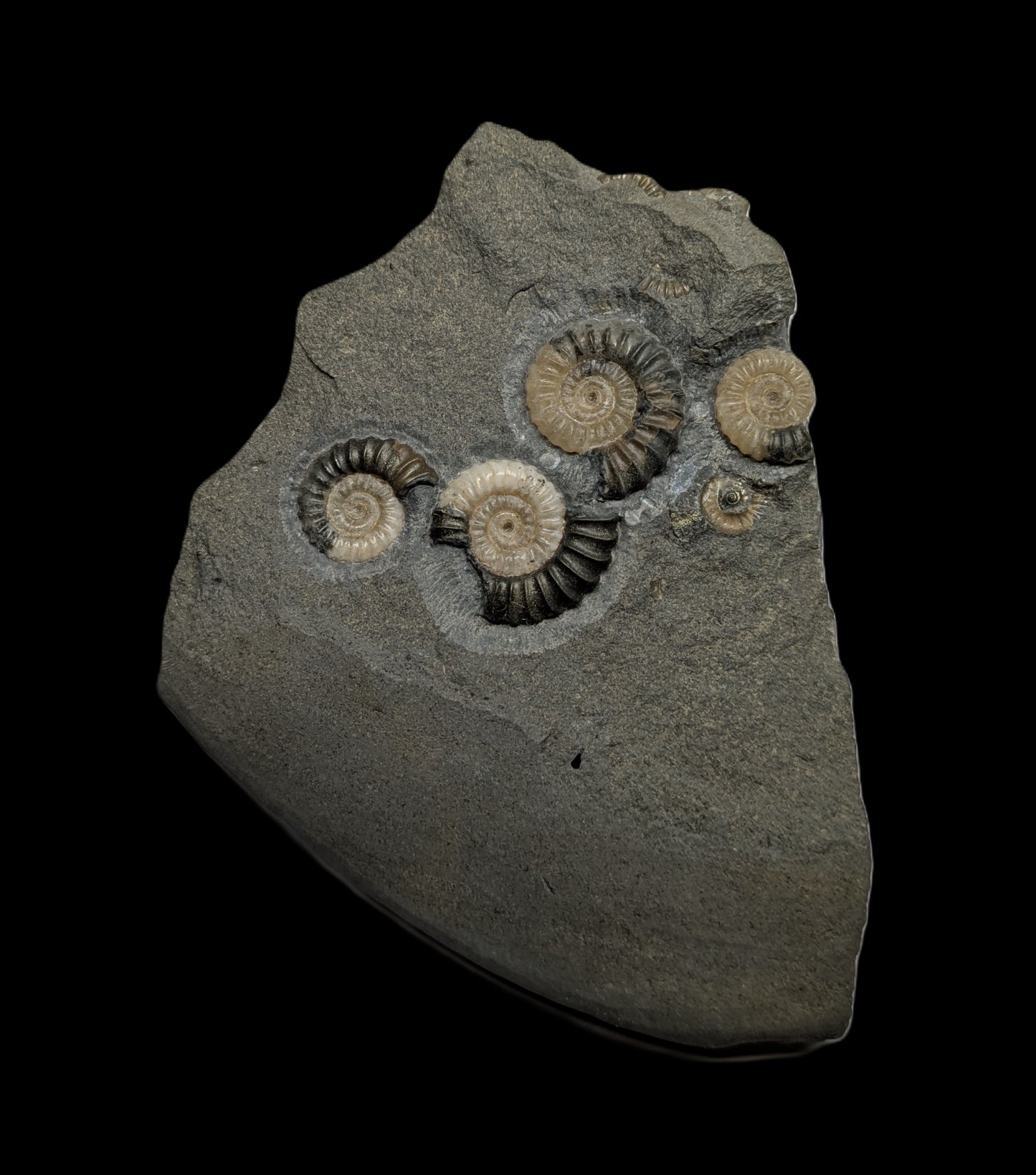 Positive and negative Promicroceras planicosta cluster - Charmouth, Dorset