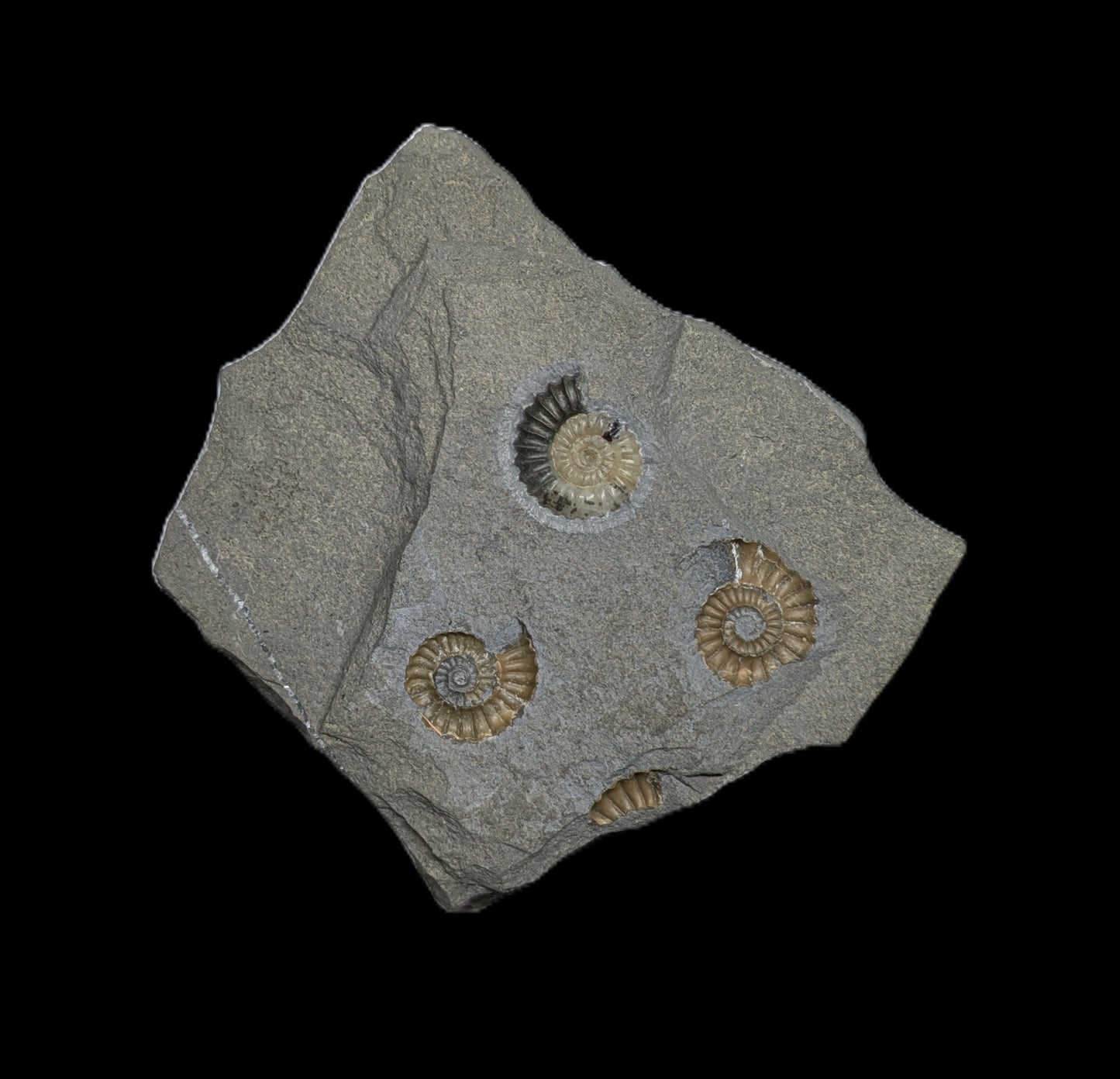 Promicroceras planicosta - Charmouth, Dorset