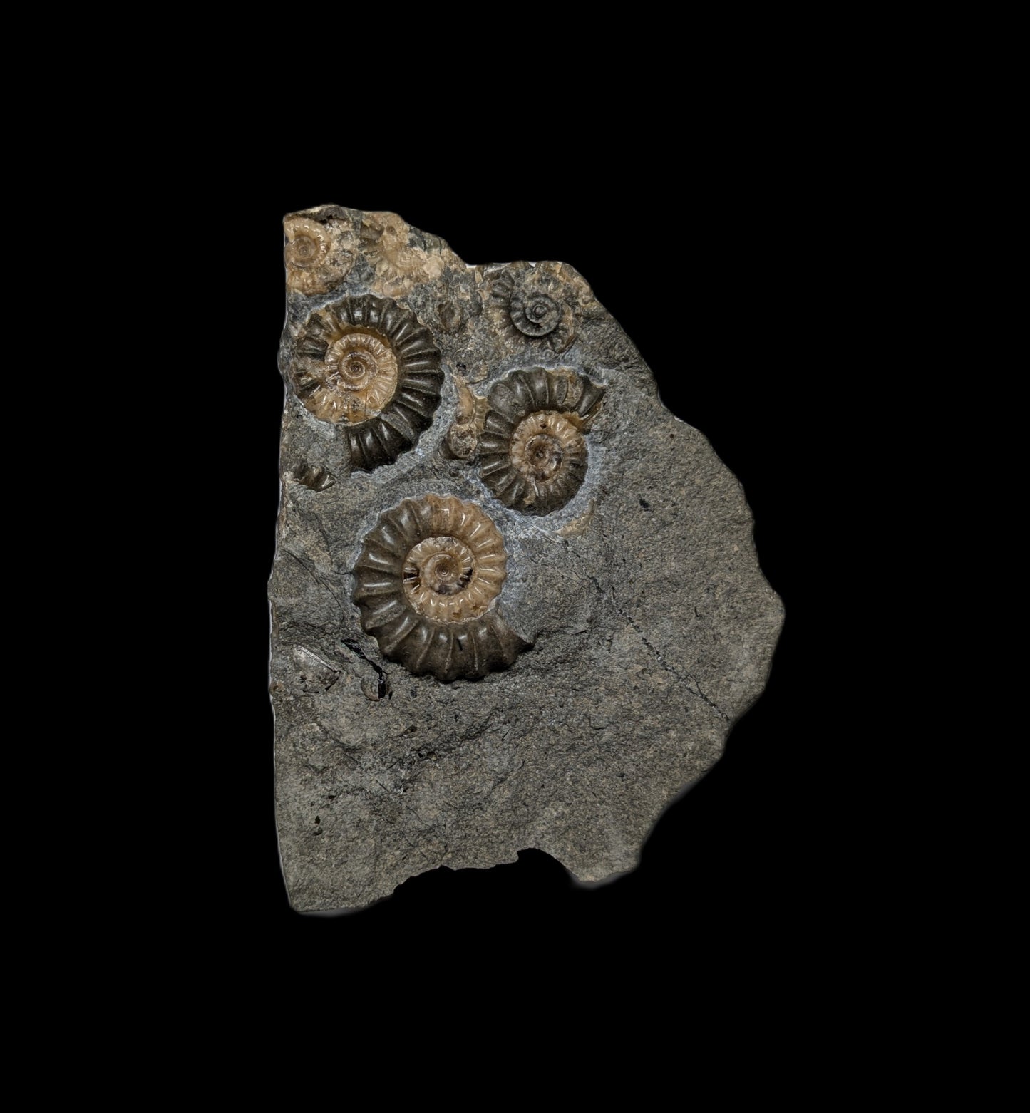 Positive and negative Promicroceras planicosta cluster - Charmouth, Dorset