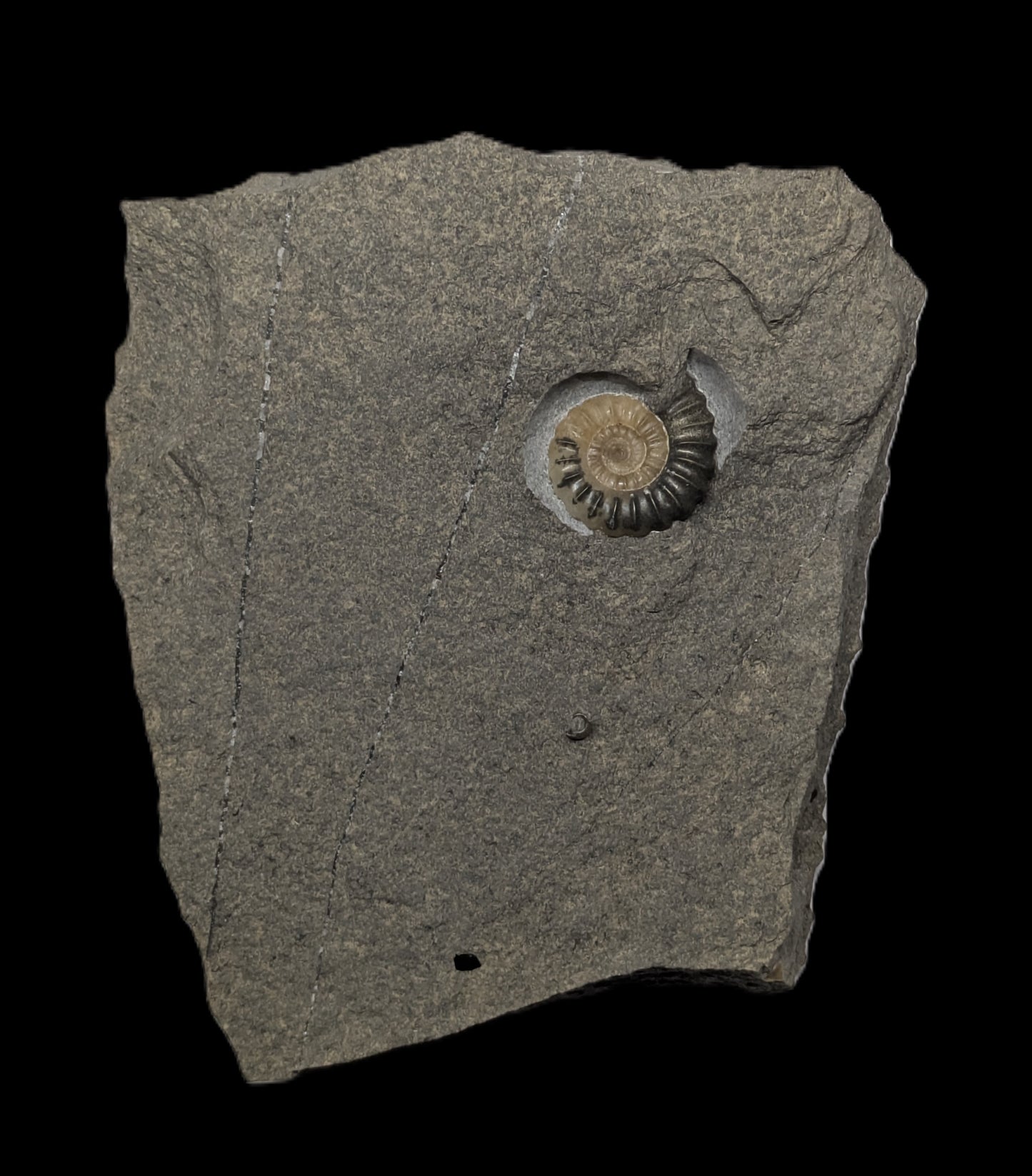 Promicroceras planicosta - Charmouth, Dorset