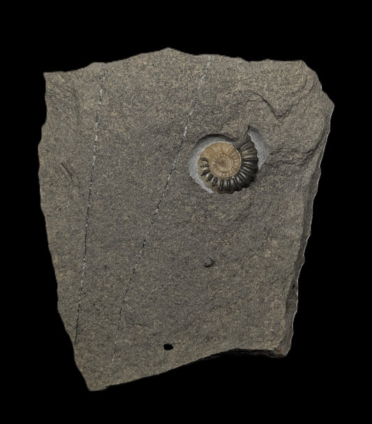 Promicroceras planicosta - Charmouth, Dorset