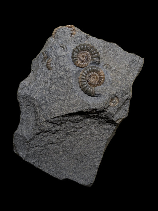 Promicroceras planicosta pair - Charmouth, Dorset