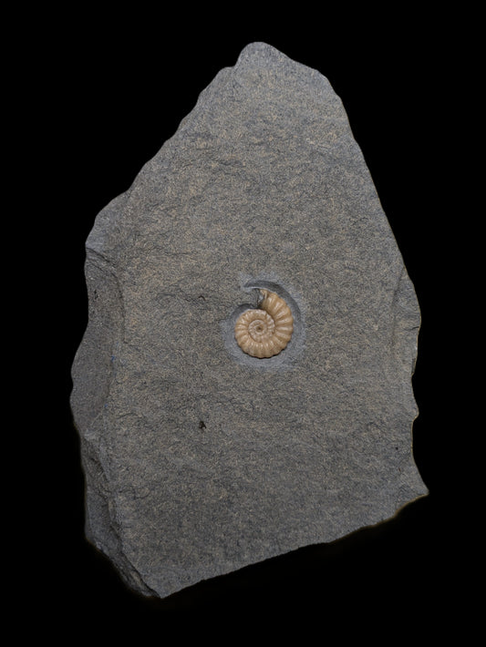 Promicroceras planicosta - Charmouth, Dorset
