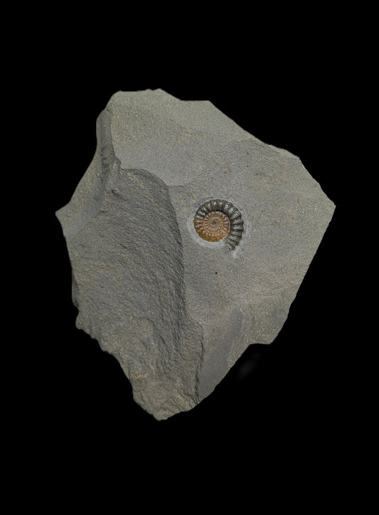Promicroceras planicosta - Charmouth, Dorset