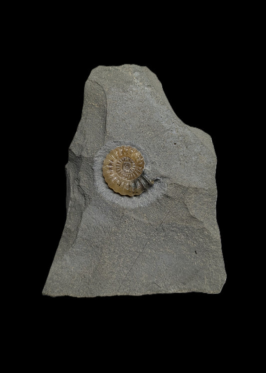 Promicroceras planicosta - Charmouth, Dorset