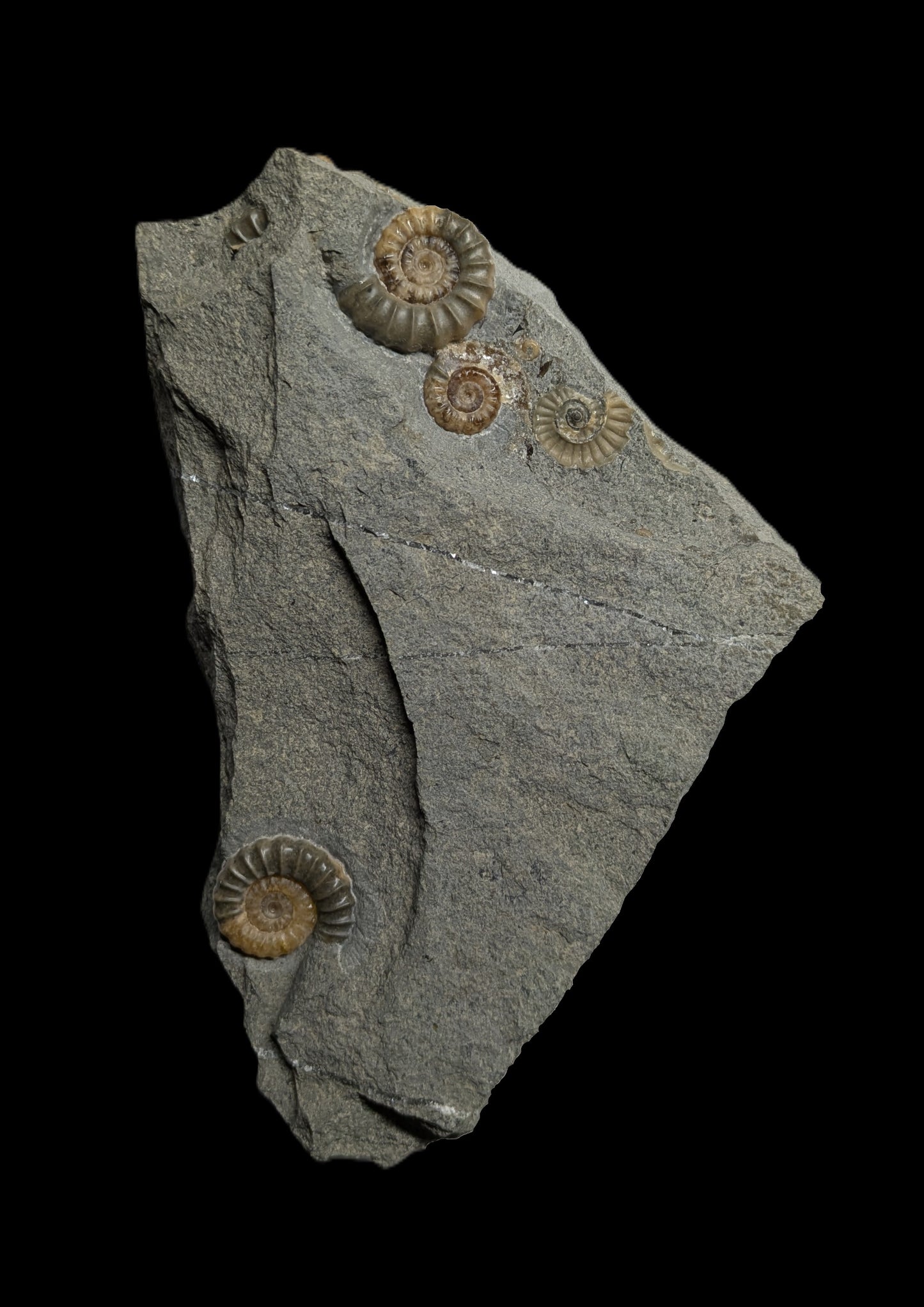 Promicroceras planicosta cluster - Charmouth, Dorset