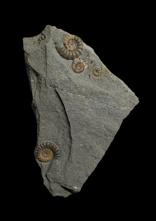 Promicroceras planicosta cluster - Charmouth, Dorset