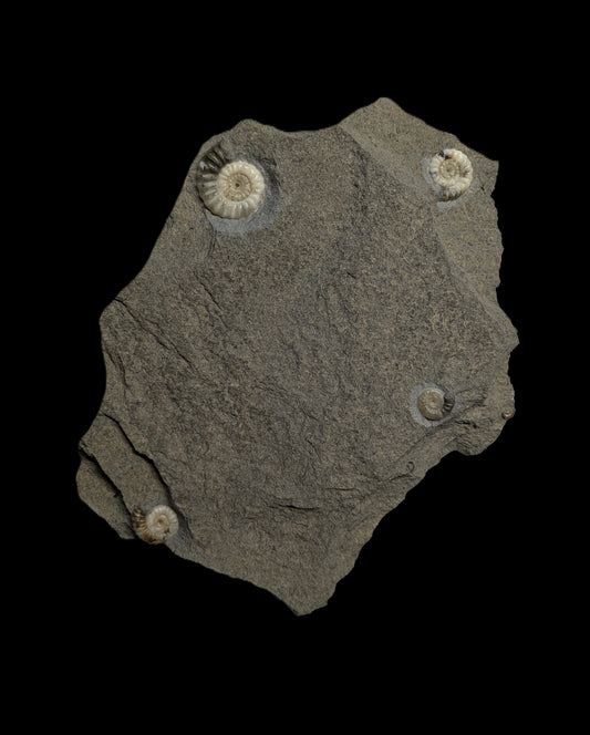 Promicroceras planicosta cluster - Charmouth, Dorset