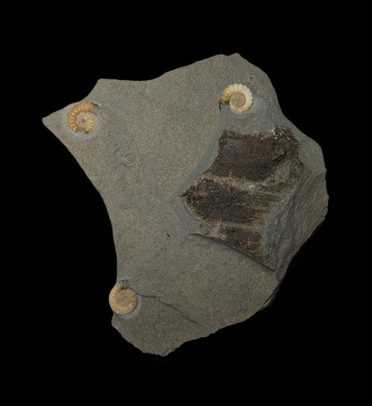 Promicroceras planicosta cluster - Charmouth, Dorset