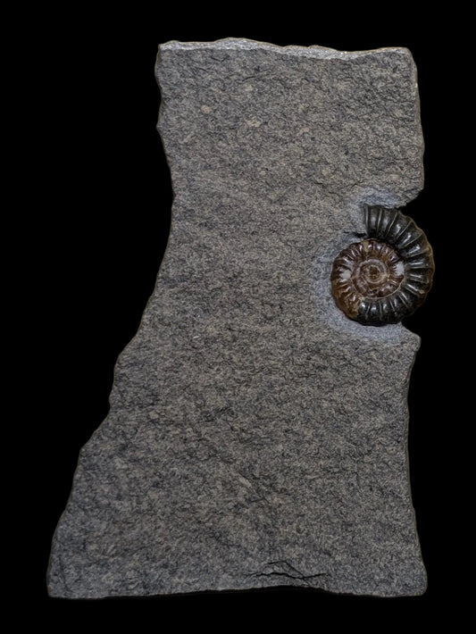 Positive and negative Promicroceras planicosta - Charmouth, Dorset