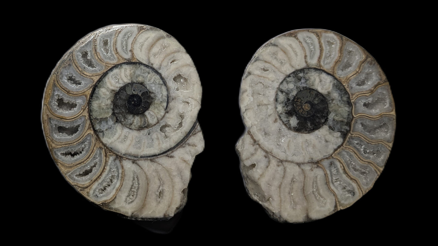 Cut and polished Aegasteroceras sp. pair - Scunthorpe, Lincolnshire