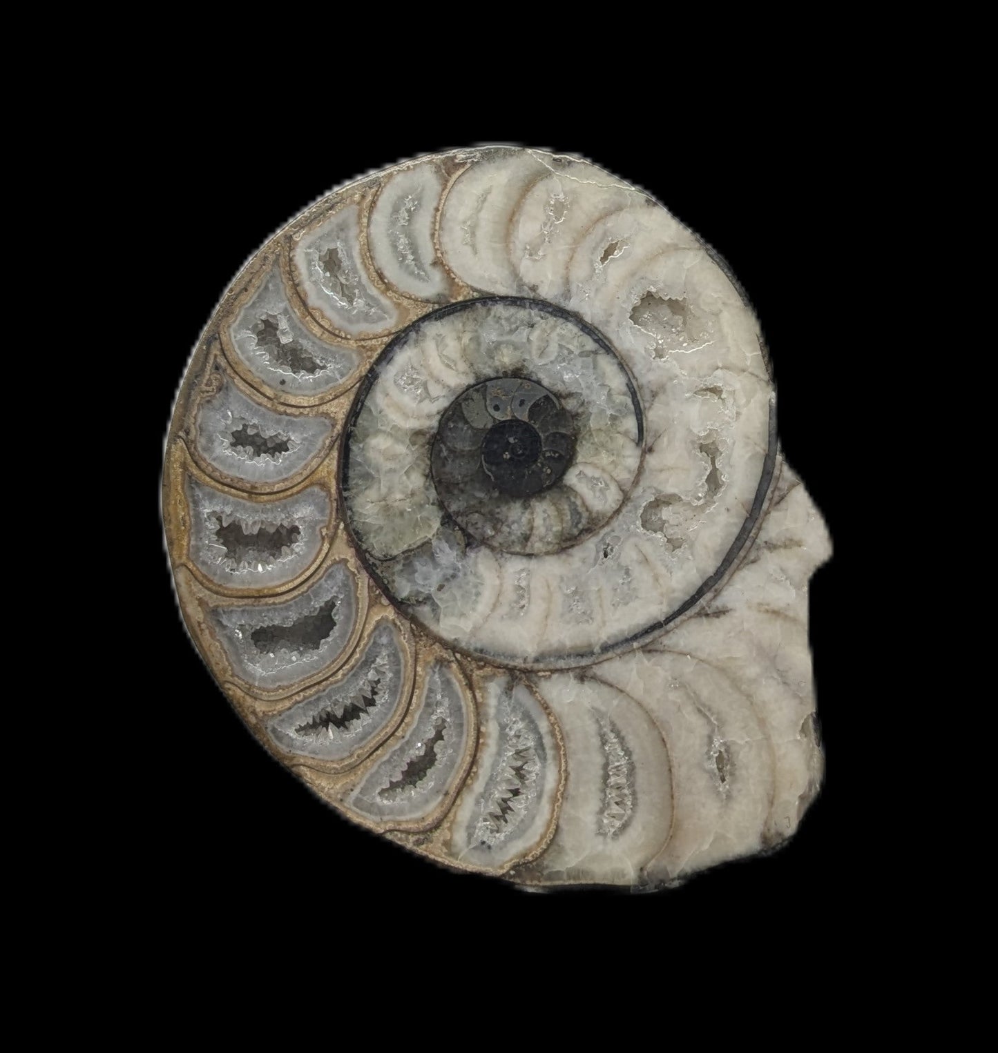 Cut and polished Aegasteroceras sp. pair - Scunthorpe, Lincolnshire