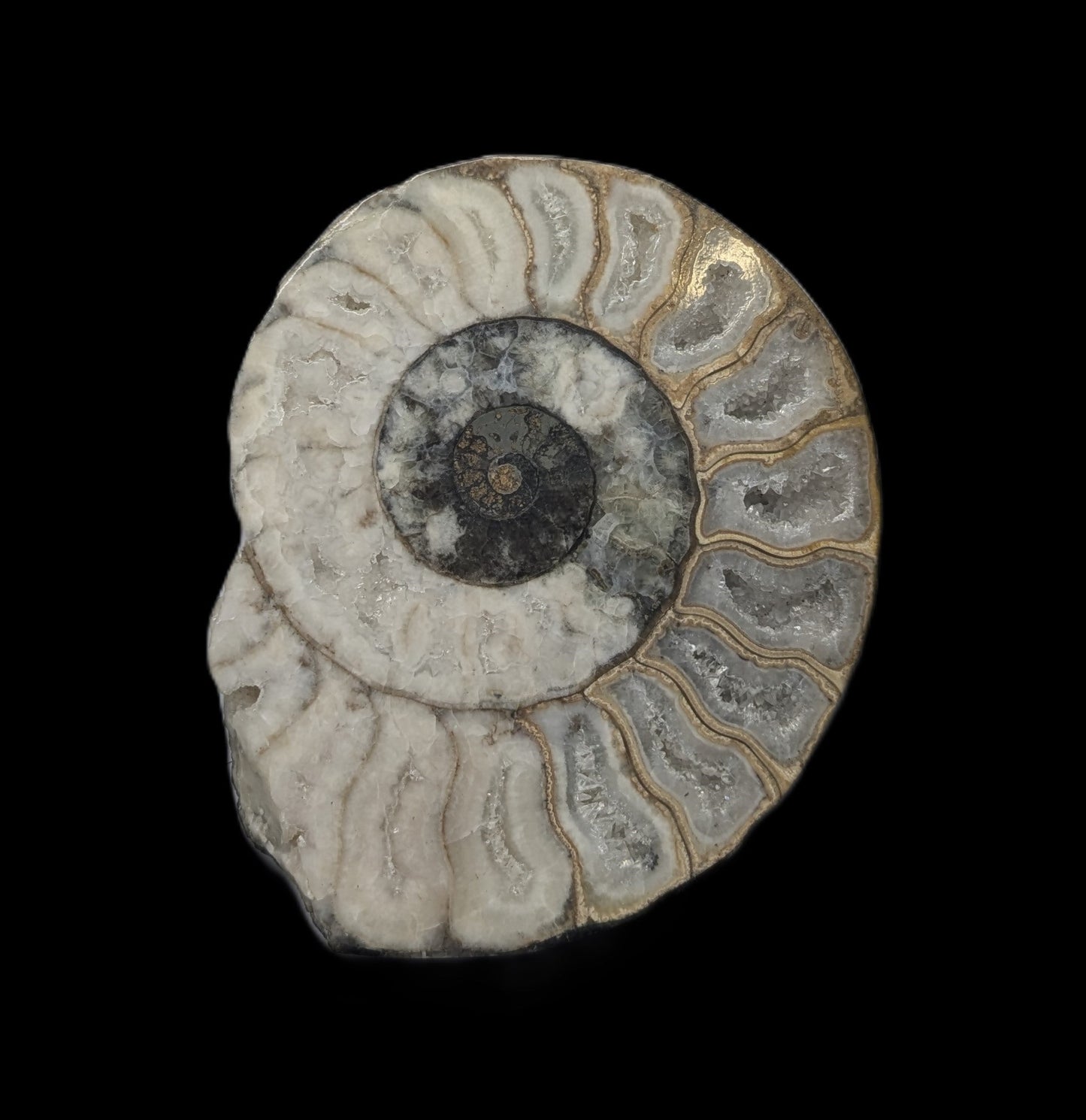 Cut and polished Aegasteroceras sp. pair - Scunthorpe, Lincolnshire