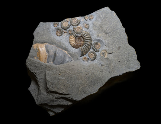 Asteroceras and Promicroceras cluster with insect wings - Charmouth, Dorset
