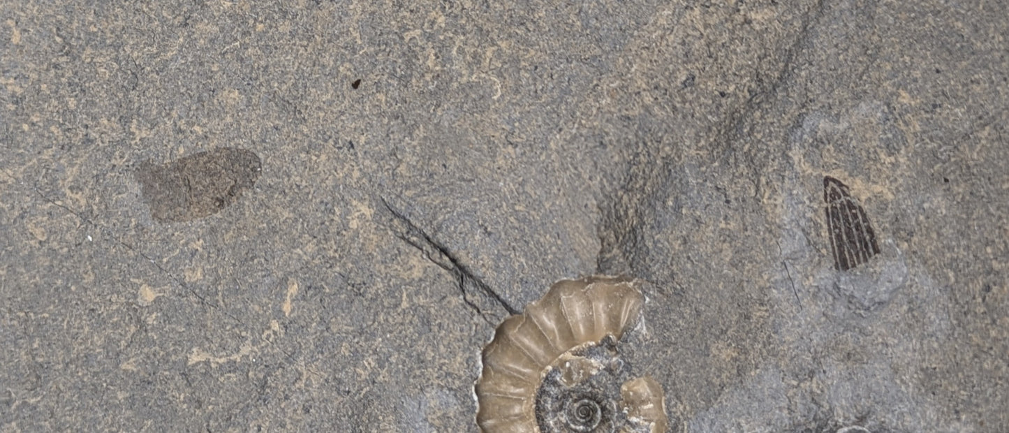 Asteroceras and Promicroceras cluster with insect wings - Charmouth, Dorset