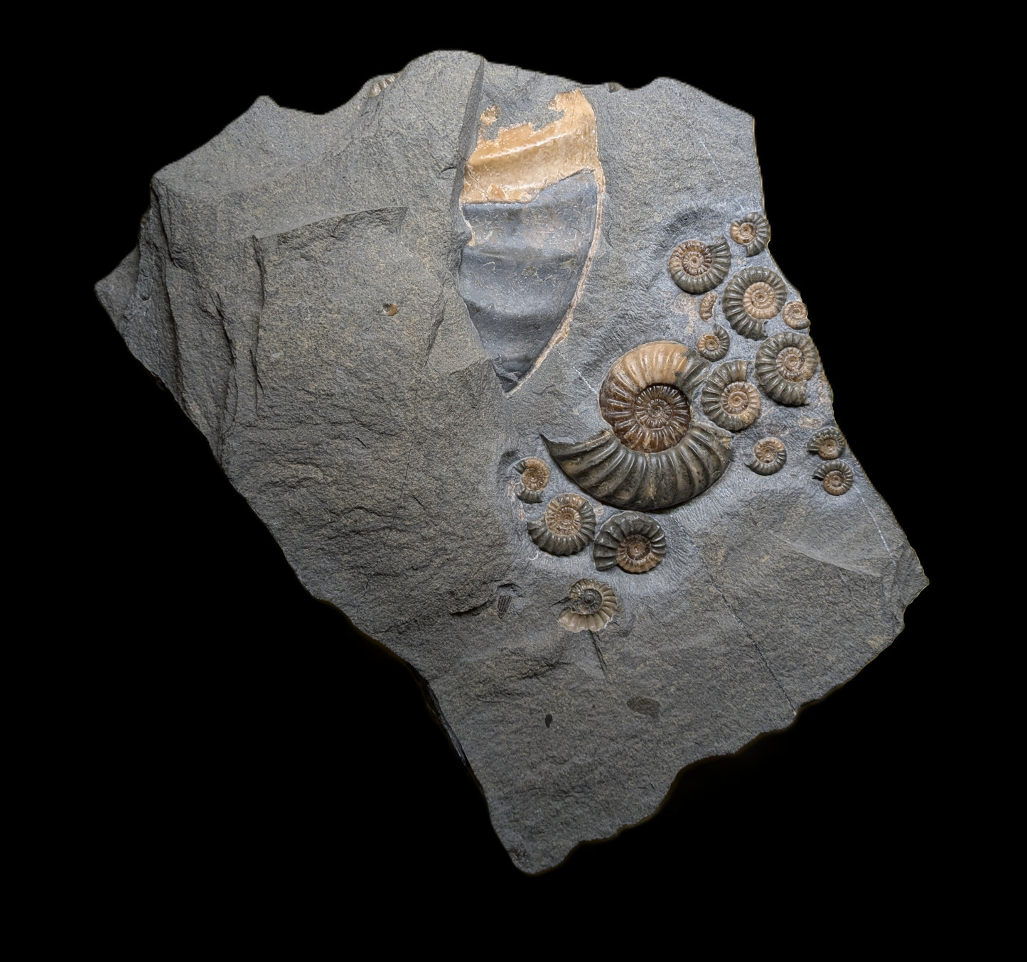 Asteroceras and Promicroceras cluster with insect wings - Charmouth, Dorset