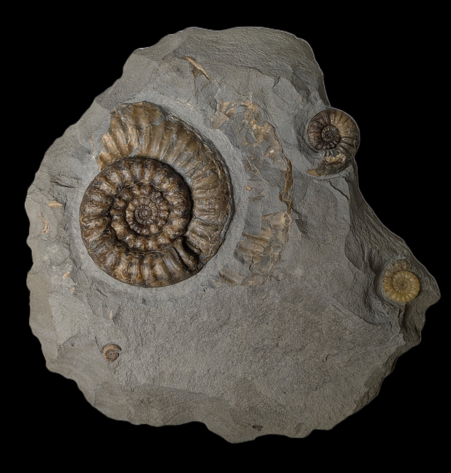 Woodstone multi-block with Xipheroceras sp., Asteroceras sp. and Promicroceras sp. - Charmouth, Dorset