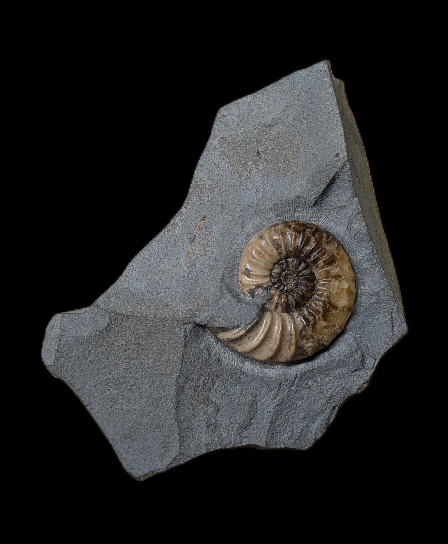 Asteroceras obtusum - Charmouth, Dorset