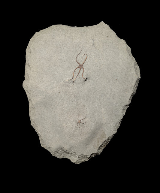 Palaeocoma egertoni - Eype, Dorset